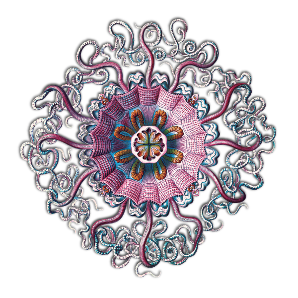 Stone In-back-cover-medusa%20sm%20SM