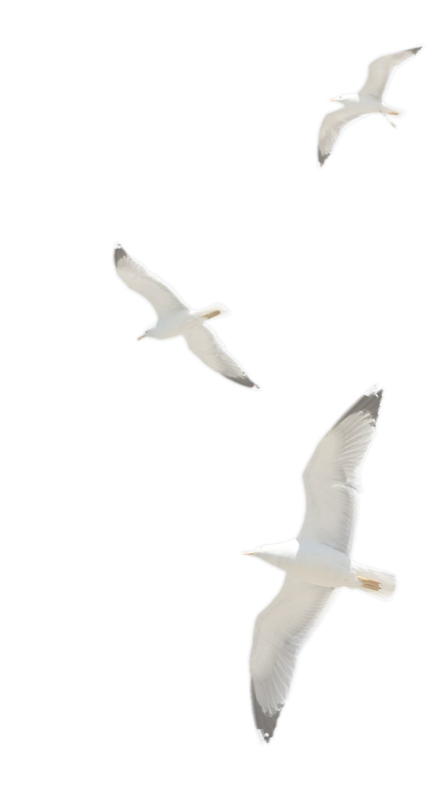 seagulls1