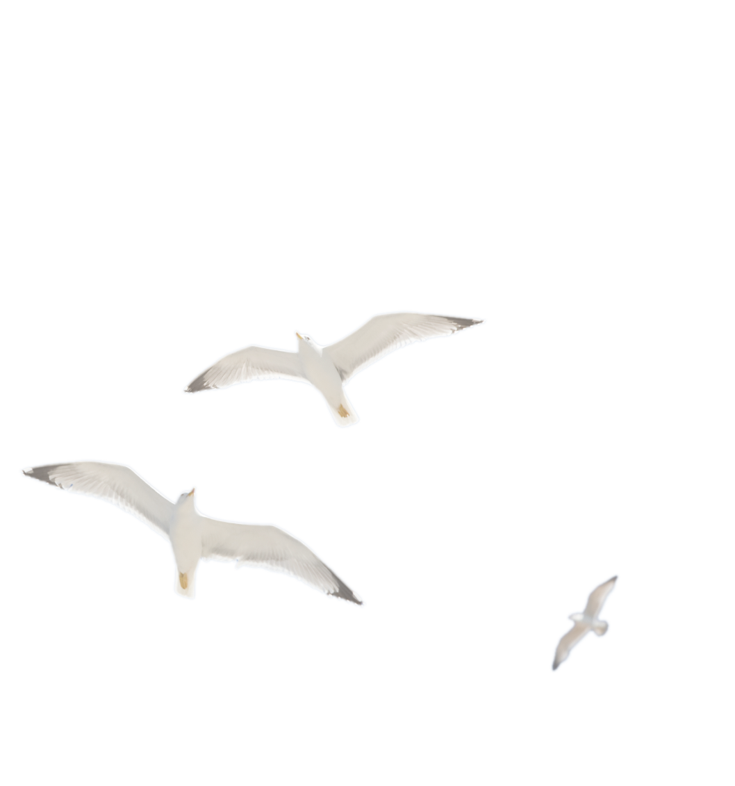 seagulls2